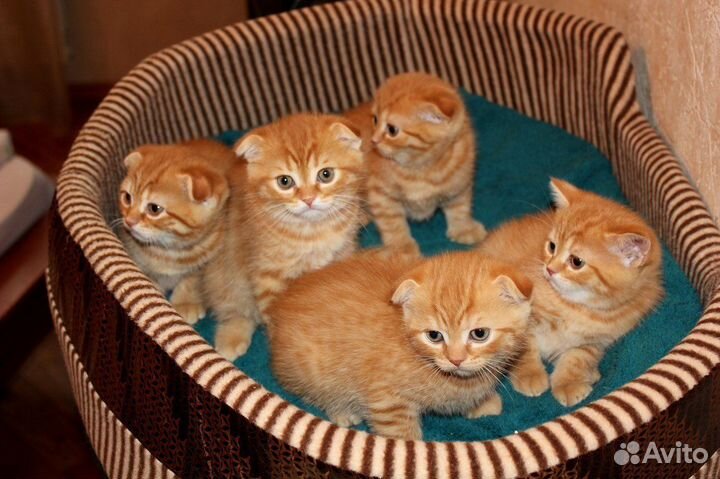 Шотландские котята рыжие купить во Владикавказе | Животные и зоотовары |  Авито