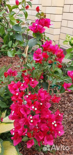 Бугенвиллия