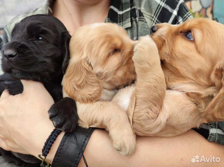 Кокер спаниель английский