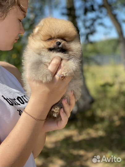 Померанский шпиц медвежьего типа