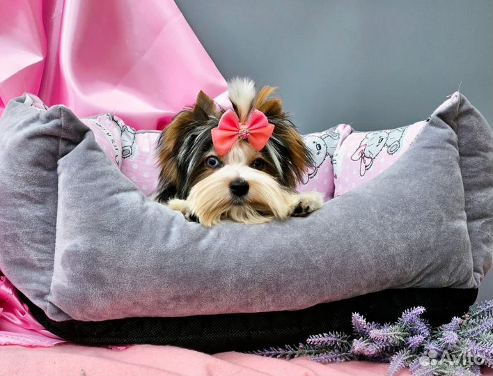 Мини биверы