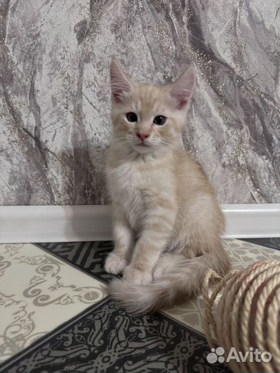 Котята мейн-кун