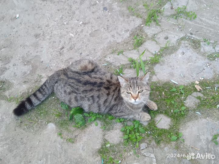 Красивая кошечка