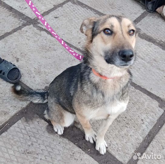 Собака в добрые руки