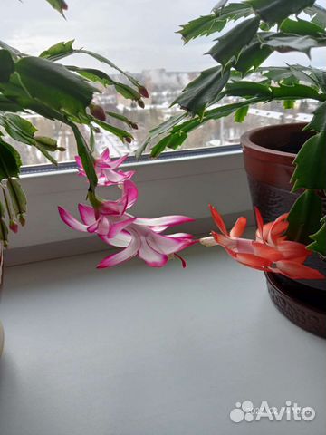 Декабристы-Шлюмбергеры, здоровые, пышные