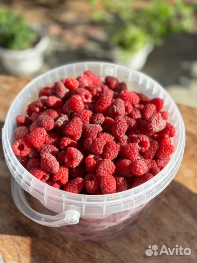 Малина (стоп, заказы сформированы)