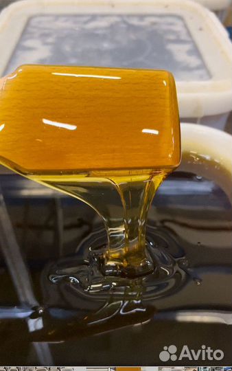 Мед оптом гречишный 23 год