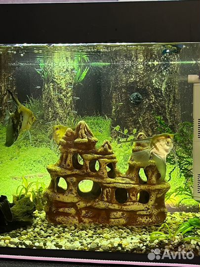 Для Аквариума