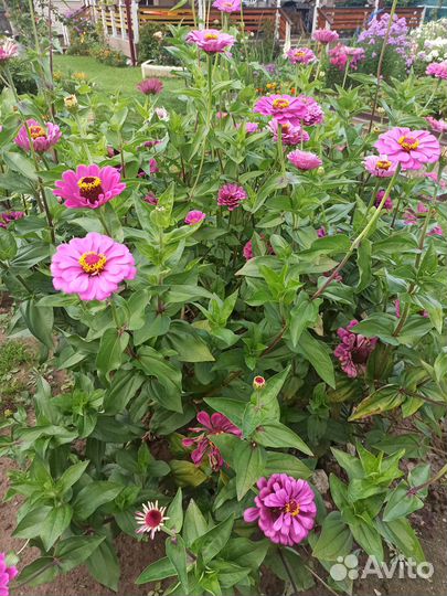 Циния на срез