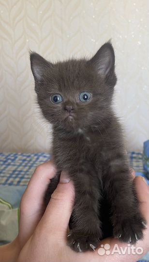 Котята шотландцы