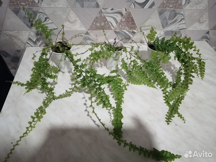 Комнатные растения