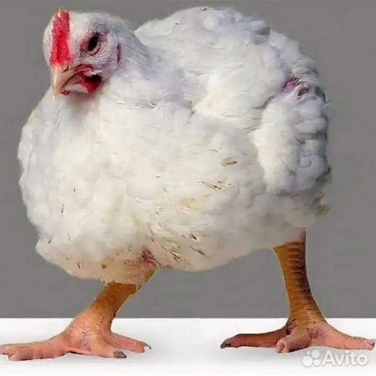 Домашние куры бройлеры