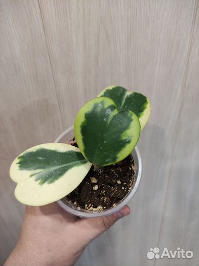 Хойя (3 сорта)