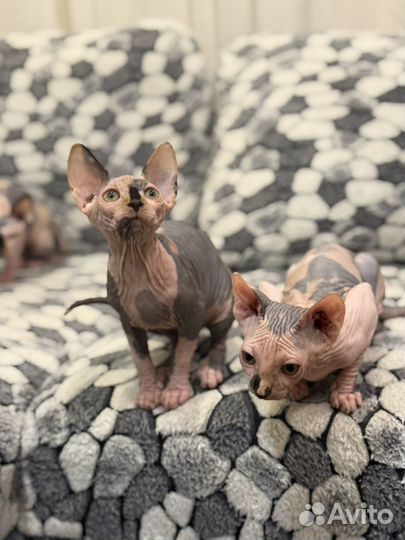 Канадский сфинкс котенок