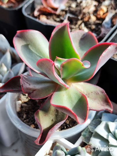 Сортовые суккуленты