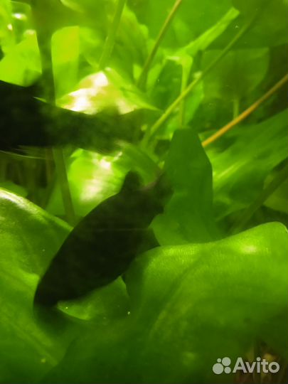 Моллинезия самочки взрослые размер 4 см