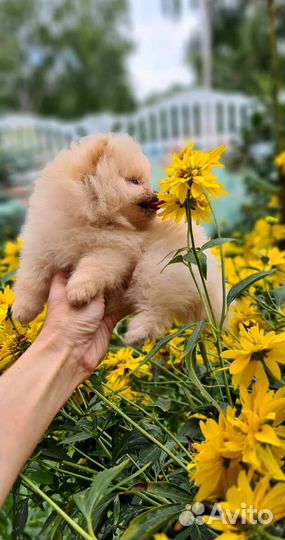 Померанский шпиц мини девочка