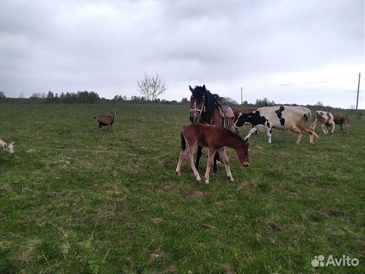 Продам лошадей