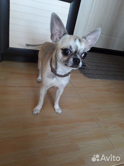 Домашняя передержка кошек и собак