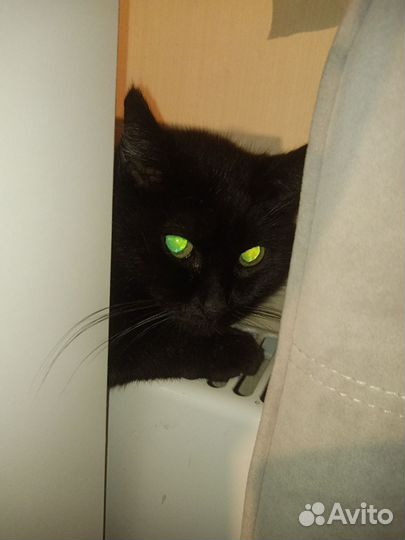 Кошка Муся