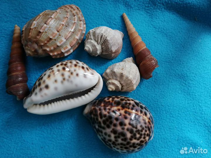 Морские ракушки и морские звезды