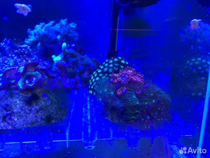 Морской аквариум кораллы
