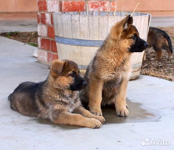 Отличные рыжие и чепрачные немецкие овчарки -щенки