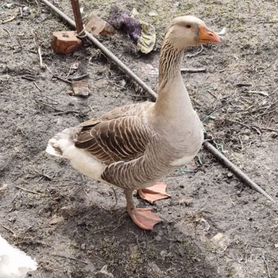 Goose Sex Female: стоковое видео (без лицензионных платежей), | Shutterstock