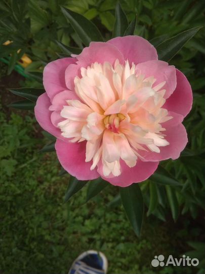 Садовые цветы и растения