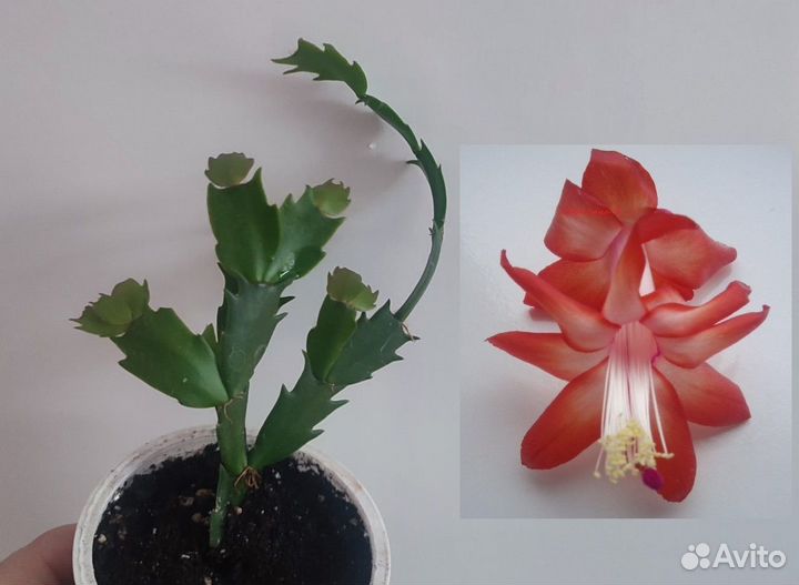 Шлюмбергера, рипсалидопсис, эпифиллум детки