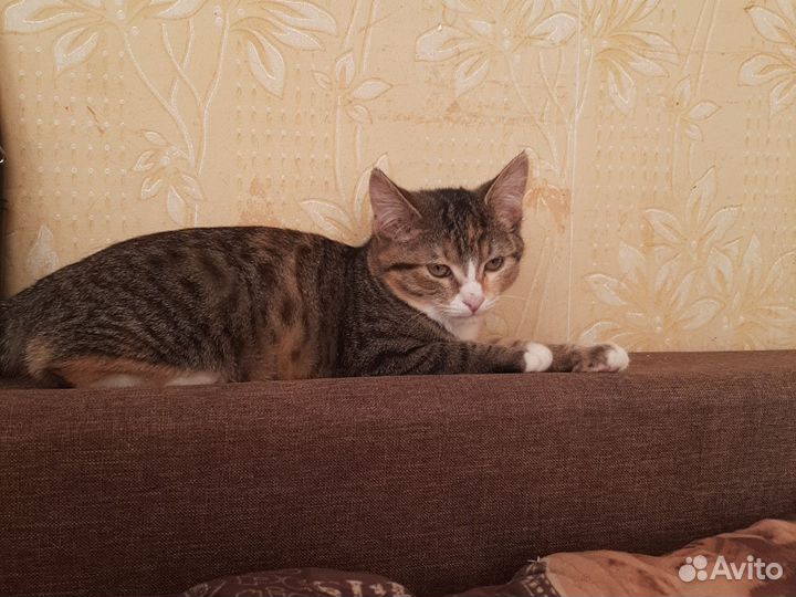 Кошка в дар бесплатно