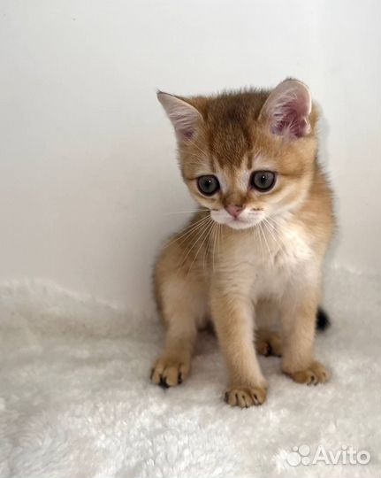 Котенок