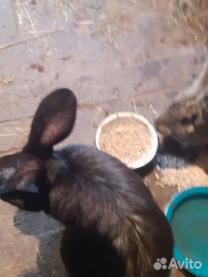 Продаются кролики порода фландр мясо кроликов