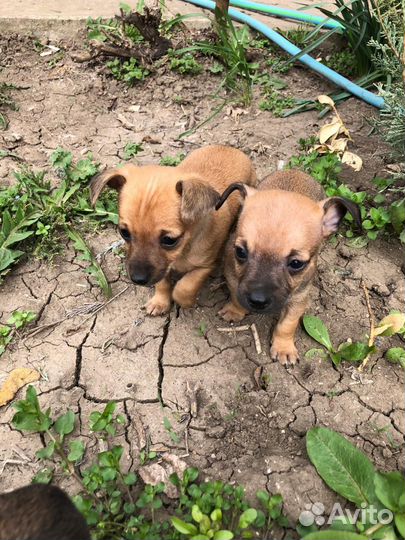 Маленькая собака чихуахуа мини