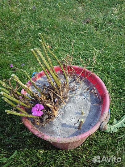 Флоксы сортовые