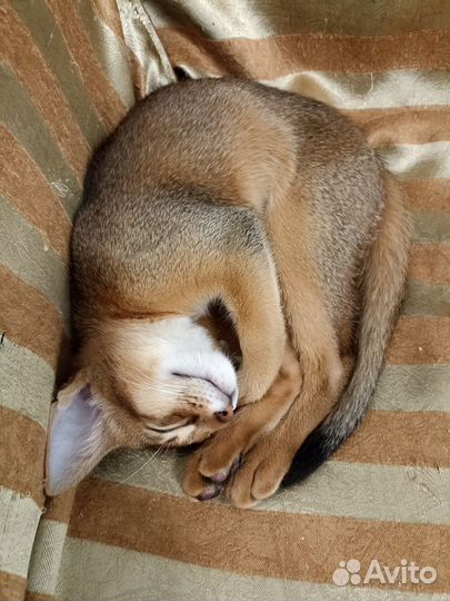 Абиссинские котята