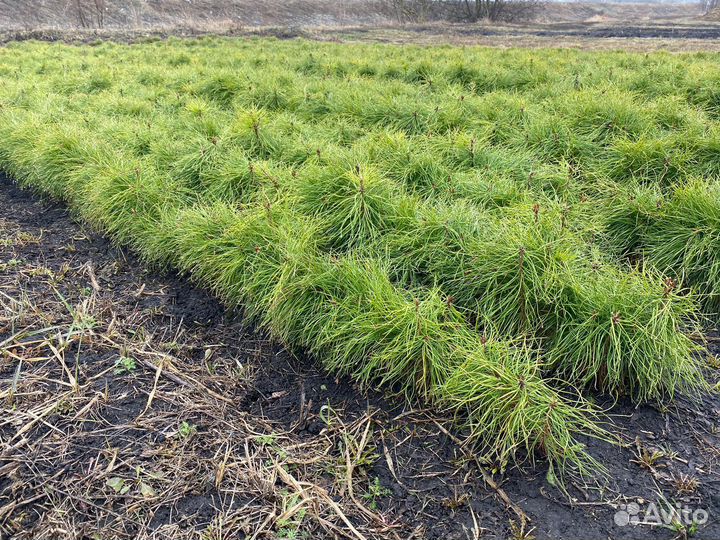 Сосна 2 года