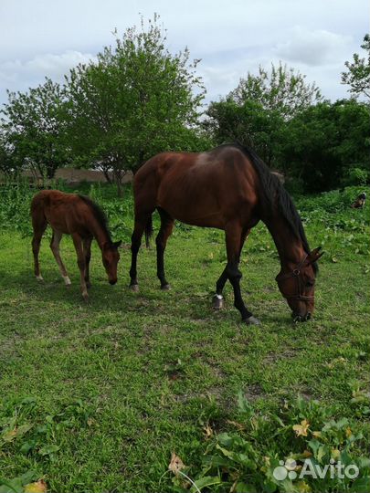 Продаются лошади