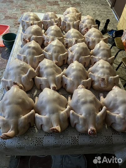 Куры халяль