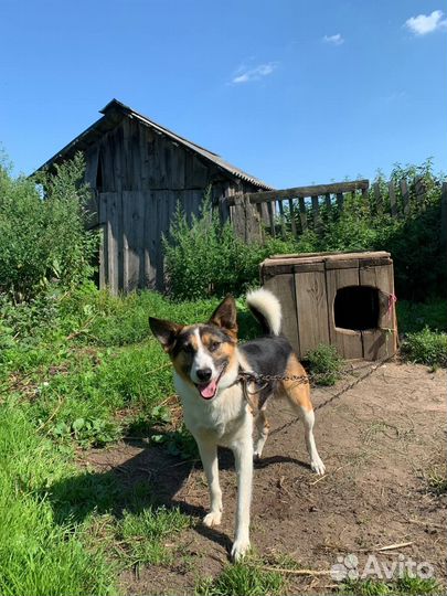 Сторожевая собака