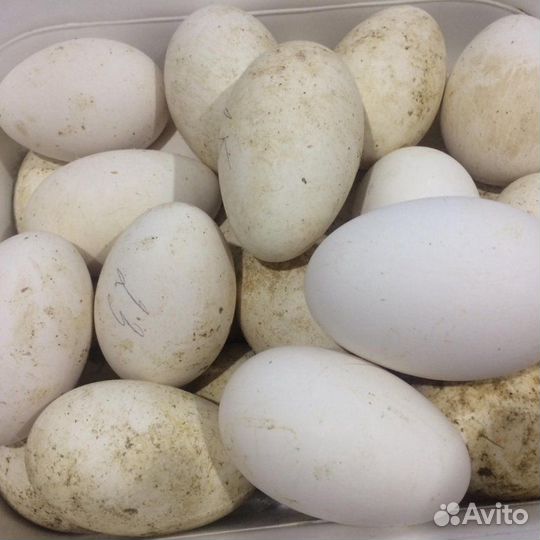 Яйцо гусиное и утиное инкубационное домашнее