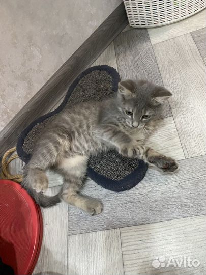 Котенок в добрые руки бесплатно