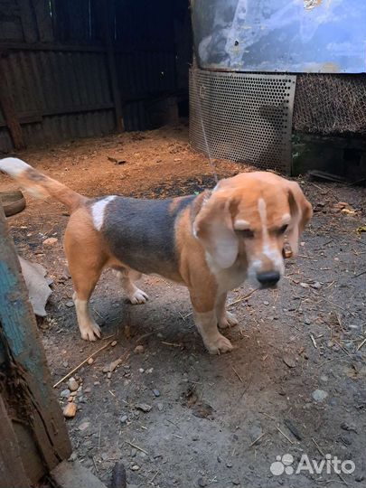 Продаю племенного кобеля