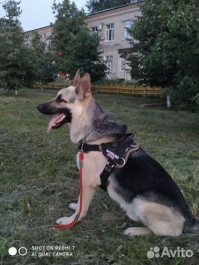 Кобель 5 лет