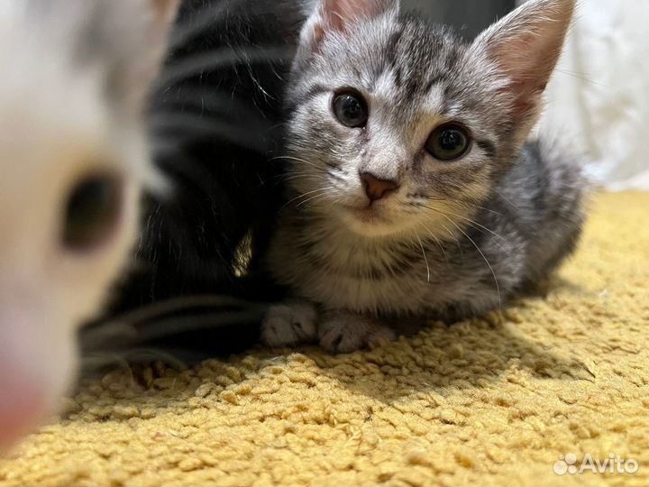 Котята в добрые руки
