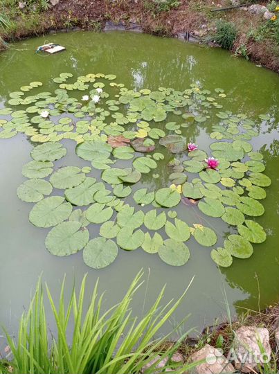 Водные растения