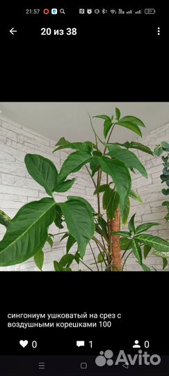 Комнатные цветы