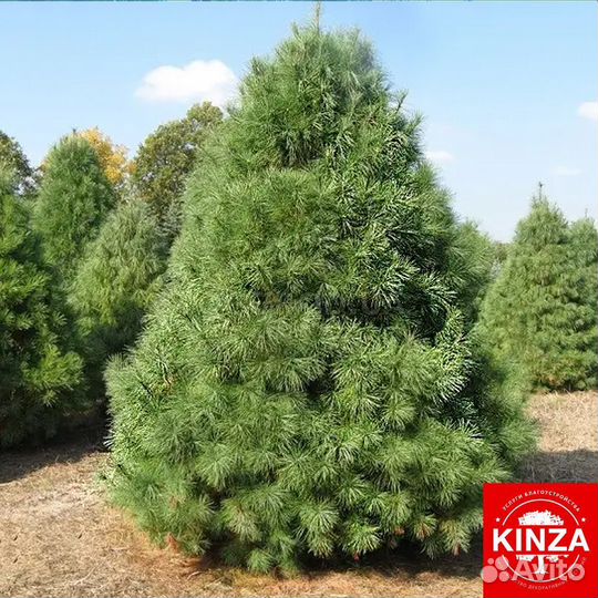 Сосна обыкновенная