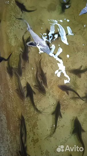 Малëк, рыбопосадочный материал