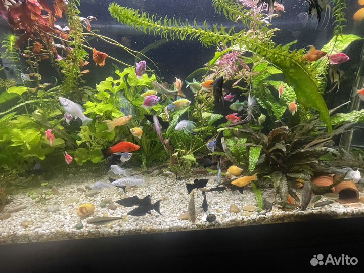 Моллинезии, меченосцы, гуппи